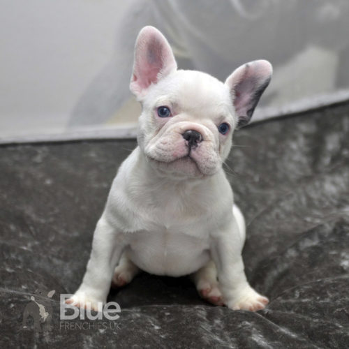 Home - Blue Frenchies UK