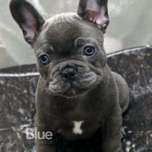 Home - Blue Frenchies UK